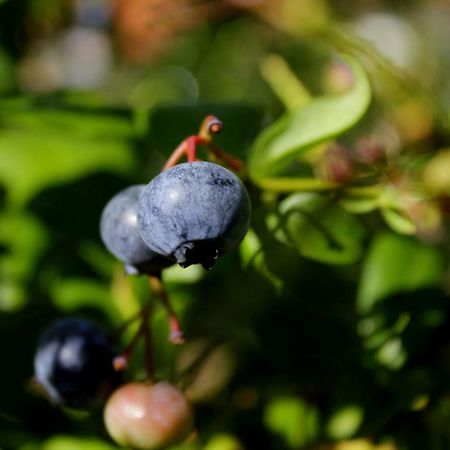 فيلا Dom Na Wodzie Mazury Dzwierzuty المظهر الخارجي الصورة